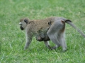 Kenya-589