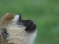Kenya-593