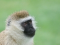 Kenya-596