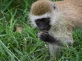 Kenya-603
