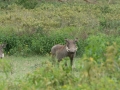 Kenya-707