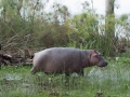 Kenya-733