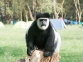 Kenya-742