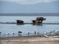 Lake Nakuru (98 of 195)