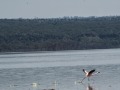 Nakuru-36