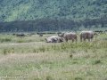 Nakuru-39