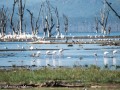 Nakuru