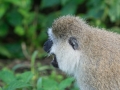 Kenya-240