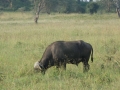 Kenya-317