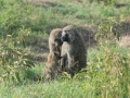 Kenya-348