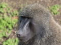 Kenya-385