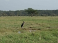Kenya-411