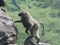 Kenya-504