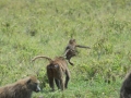 Kenya-555