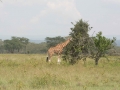 Kenya-556