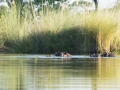 Okavango-108
