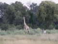 Okavango-141