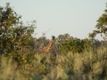 Okavango-145