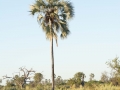 Okavango-147
