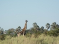 Okavango-153