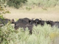 Okavango-164