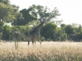Okavango-23