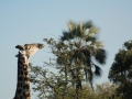 Okavango-32