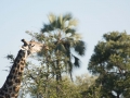 Okavango-37