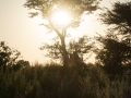 Okavango-48