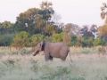 Okavango-51