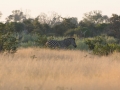 Okavango-56
