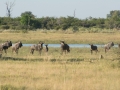Okavango-64