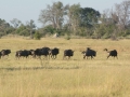 Okavango-65