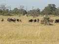 Okavango-67