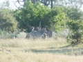 Okavango-69
