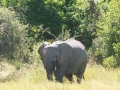 Okavango-7