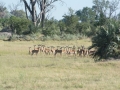 Okavango-72