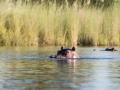 Okavango-77