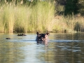 Okavango-80