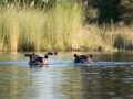Okavango-81