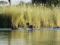 Okavango-96