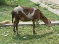 Ethiopia-10