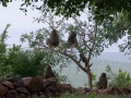 Ethiopia-2