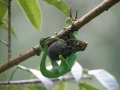 Animals Around-37