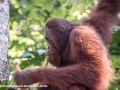 Orangutan (13 of 33)