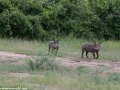 South-Luangwa-1-30