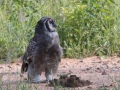 South-Luangwa-5-1-26