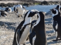 penguins-10