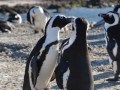 penguins-11