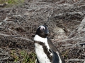 penguins-17